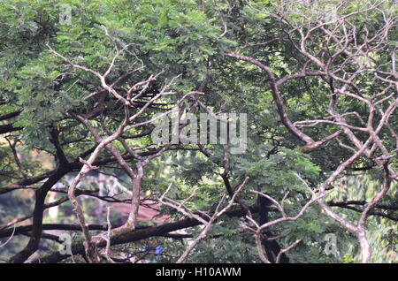 Morto il ramo di un albero colpito da un fulmine Foto Stock