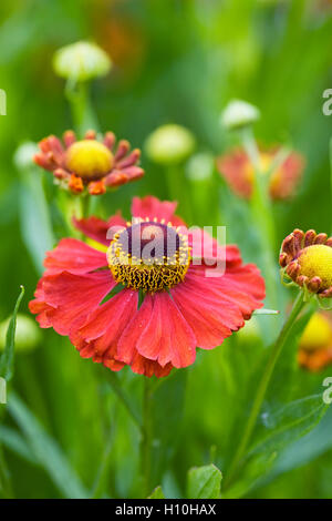 Helenium 'Moerheim bellezza'. Fiore Sneezeweed crescono in un confine erbacee. Foto Stock