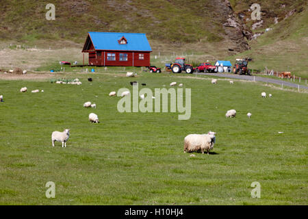 Piccolo allevamento di pecore in Islanda Foto Stock