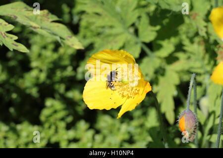 Giallo con papavero bee Foto Stock
