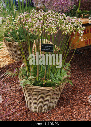 Cesto in Vimini Di nectaroscordum siculum, subsp. bulgaricum, (siciliana miele aglio) ad RHS Tatton Park Flower Show 2016 nel Cheshire, Inghilterra, Regno Unito. Foto Stock