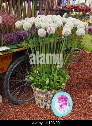 Cesto in Vimini di Allium Ampeloprasum a Tatton Park RHS flower show, Cheshire, Inghilterra, Regno Unito. in 2016b con il suo miglior villaggio vegetali presentano certificato. Foto Stock