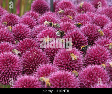 Immagine ravvicinata di allium globemaster, con sfera viola fiori, prese a Tatton Park RHS flower show, Cheshire. Essi sono stati coperti con api foraggio. Foto Stock