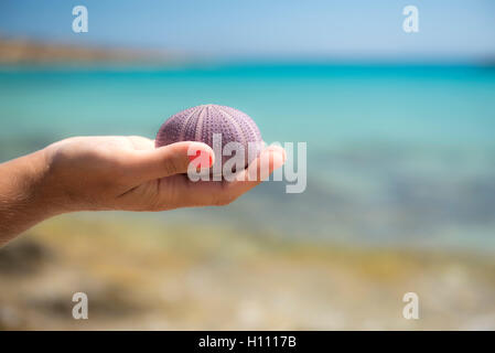 Koufonissia, Cicladi, Grecia.La bellezza di ricci di mare nelle mani di una donna.in background sul bellissimo mare blu Foto Stock