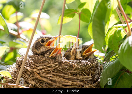 Chiudere l immagine di quattro baby robins in un nido di uccelli in attesa di cibo. Un uccello appare più dominante e desiderosi di tutto il resto. Foto Stock