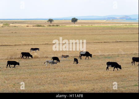 Le mucche raccolte sul campo di prato Foto Stock
