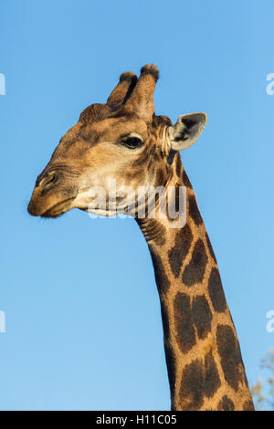 Ritratto di un maschio di giraffa meridionale (Giraffa giraffa) contro un cielo blu Foto Stock