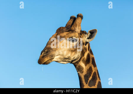 Ritratto di un maschio di giraffa meridionale (Giraffa giraffa) contro un cielo blu Foto Stock