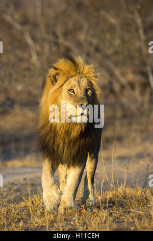 Vista di testa di un maschio di leone (Panthera leo) nella luce calda fissando attentamente in anticipo Foto Stock