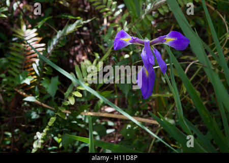 Vento e condizioni in un afoso giorno della Florida sono drappeggiati i petali di questa bandiera blu Iris in una bella croce viola. Foto Stock