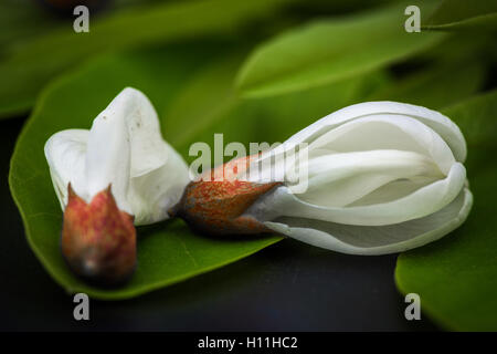 Robinia fiori Robinia pseudoacacia Foto Stock