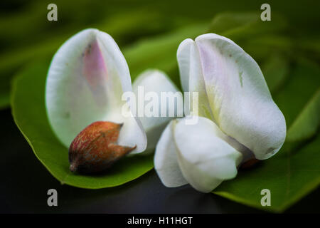 Robinia fiori Robinia pseudoacacia Foto Stock