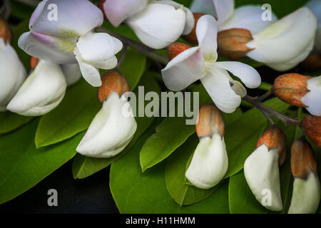 Robinia fiori Robinia pseudoacacia Foto Stock