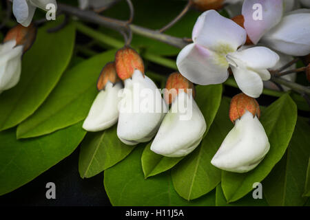 Robinia fiori Robinia pseudoacacia Foto Stock