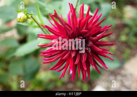 Dahlia cactus Nuit d' Eté crescendo in un confine di un giardino in Cornovaglia a fine giornata d'estate Foto Stock