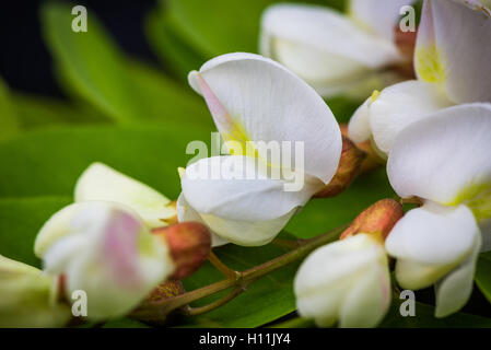 Robinia fiori Robinia pseudoacacia Foto Stock