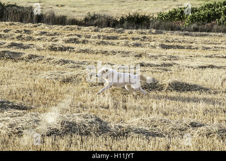 Il golden retriever in esecuzione in esecuzione nel campo di grano Foto Stock