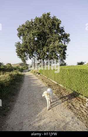 Il golden retriever campo, gli animali e la natura Foto Stock