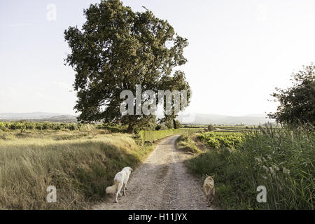 I cani in esecuzione sulla campagna, amici animali Foto Stock