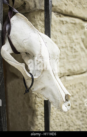 Cranio animale capra satanica, stregoneria e di evento Foto Stock