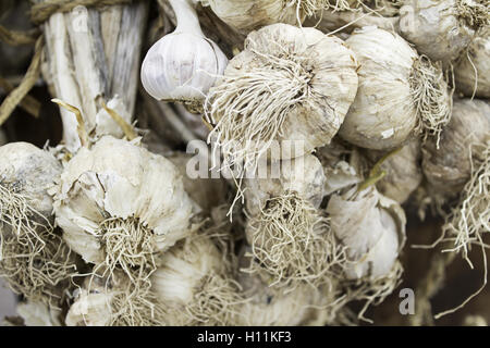 Aglio secco nella raccolta di rotture di Orchard, agricoltura Foto Stock