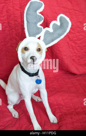 Super Cute Mac-la-Jack Russell Terrier cane che indossa il natale renne orecchie seduto sulla coperta di Rosso guardando all interno della fotocamera Foto Stock