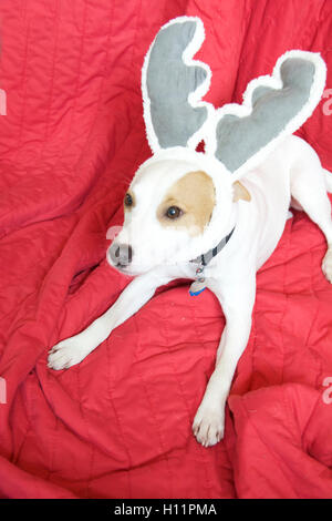 Super Cute Mac-la-Jack Russell Terrier cane che indossa il natale renne orecchie giacente Red Blanket guardando lontano dalla parte interna della fotocamera Foto Stock