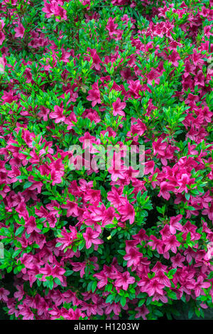 Stati Uniti d'America, Oregon, Portland, Crystal Springs Rhododendron Garden, Azalea in fiore. Foto Stock