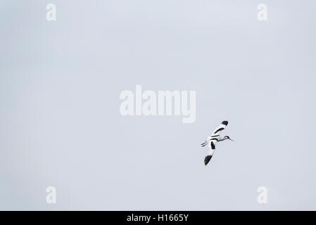 Un'avocetta (Recurvirostra avosetta) a due Tree isola battenti Foto Stock