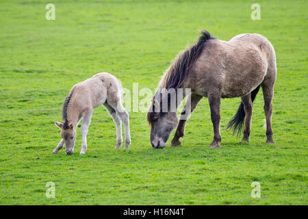 Tarpan (Equus ferus gmelini, Equus gmelini), allevamento indietro, mare e puledro su pascolo, captive, Germania Foto Stock