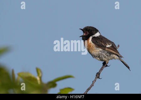 European stonechat (Saxicola rubicola), Wittlich, Renania-Palatinato, Germania Foto Stock