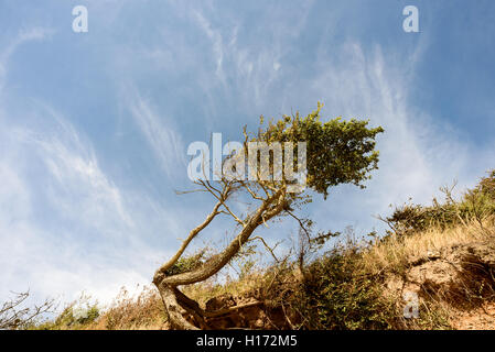 Battente singolo albero su di una scogliera fronte mostra evidenti segni di erosione sul lungomare. Foto Stock