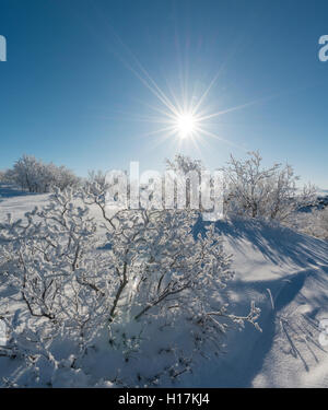 Sole che splende sulla neve boccole, campo di lava coperto di neve, Krafla sistema vulcanico, Dimmuborgir Parco Nazionale, Mývatn, Islanda Foto Stock