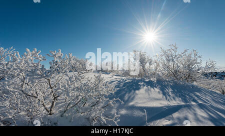Sole che splende sulla neve boccole, campo di lava coperto di neve, Krafla sistema vulcanico, Dimmuborgir Parco Nazionale, Mývatn, Islanda Foto Stock