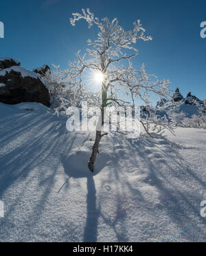 Sole che splende sulla neve boccole, campo di lava coperto di neve, Krafla sistema vulcanico, Dimmuborgir Parco Nazionale, Mývatn, Islanda Foto Stock
