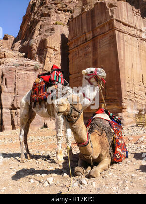 I cammelli per i turisti a Petra, Giordania Foto Stock