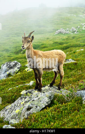 Giovane stambecco (Capra ibex) in piedi su una roccia, Oberland bernese, il Cantone di Berna, Svizzera Foto Stock