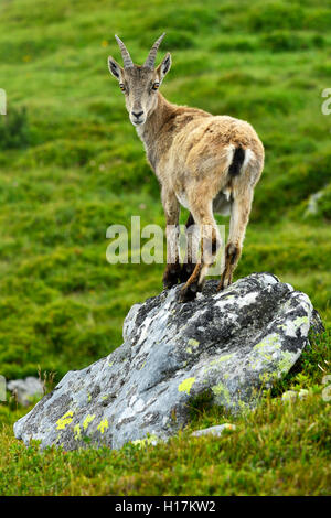 Giovane stambecco (Capra ibex) in piedi su una roccia, Oberland bernese, il Cantone di Berna, Svizzera Foto Stock