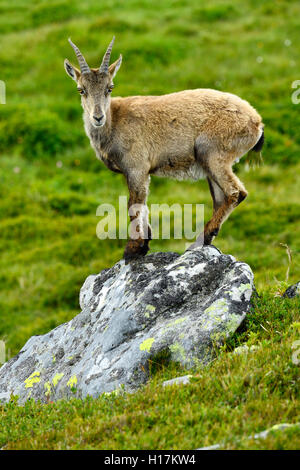 Giovane stambecco (Capra ibex) in piedi su una roccia, Oberland bernese, il Cantone di Berna, Svizzera Foto Stock