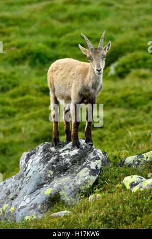 Giovane stambecco (Capra ibex) in piedi su una roccia, Oberland bernese, il Cantone di Berna, Svizzera Foto Stock