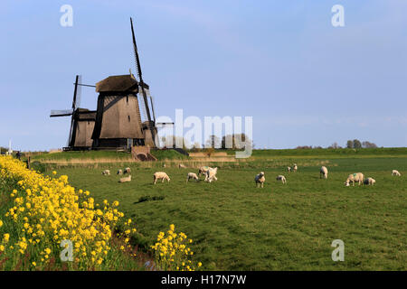 Pecora che pascola davanti Museummolen, mulini a vento nei pressi di Schermerhorn, provincia Olanda Settentrionale, Olanda, Paesi Bassi Foto Stock