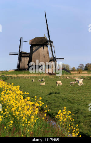 Pecora che pascola davanti Museummolen, mulini a vento nei pressi di Schermerhorn, provincia Olanda Settentrionale, Olanda, Paesi Bassi Foto Stock