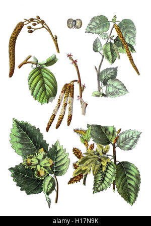 Schwarz-Erle, Alnus glutinosa (oben links), Haenge-Birke auch Sandbirke, Weissbirke oder Warzenbirke, Betula pendula Syn.: B. alba, B. verrucosa (oben rechts), Gemeine Hasel auch Haselstrauch oder Haselnussstrauch, Corylus avellana (links unten und mitte), Hainbuche, Weissbuche, Hagebuche oder Hornbaum, Carpinus betulus (unten rechts) Foto Stock