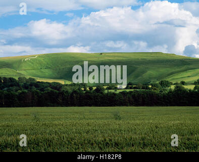 Guardando verso sud sud-est oltre il campo di grano di Uffington Castle hillfort e White Horse hill figura sulla parte superiore di White Horse Hill. Oxfordshire, England Regno Unito Foto Stock