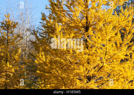 Di colore giallo brillante larice in autunno foresta contro lo sfondo di colore blu pallido cielo e altri alberi. Tema di autunno Foto Stock