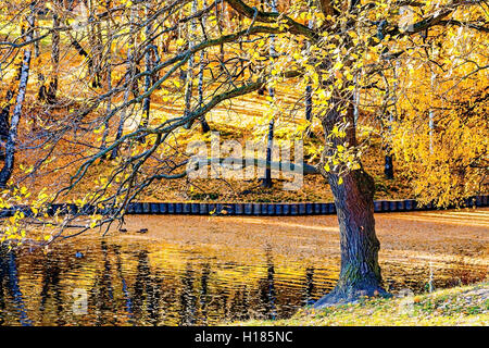 Vecchia Quercia da stagno o lago nel tardo autunno. Alcune foglie di giallo sono lasciati sui rami. La spessa dello strato d'oro di caduto l Foto Stock