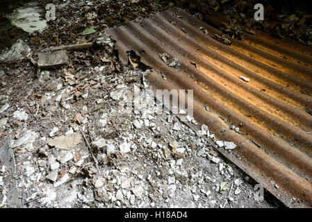 Vecchio arrugginendo metallo ondulato poggia su una foglia pavimento coperto. Foto Stock