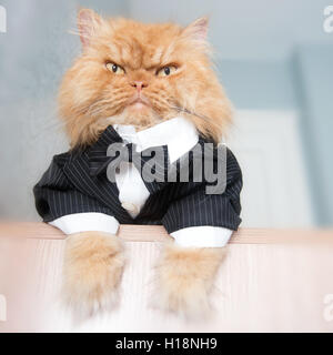Angolo basso ritratto di gatto persiano seduta sul tavolo Foto Stock