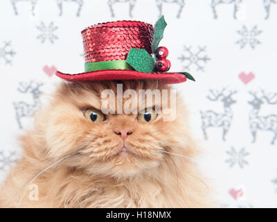 Gatto persiano indossando Natale top hat Foto Stock