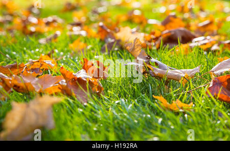 Asciugare maple leaf giacente su erba verde al sole Foto Stock